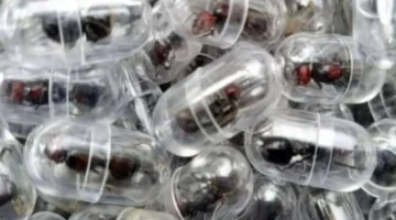 سلطات كينيا تنجح في إحباط محاولة تهريب 2000 نملة إلى خارج البلاد